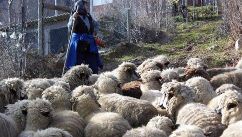 ЈАГЊЕТИНУ НИКО НЕЋЕ: Ближе се Васкрс и Први мај, а сточари са Старе и Суве планине и ове године на мукама ЈАГЊЕТИНУ НИКО НЕЋЕ: Ближе се Васкрс и Први мај, а сточари са Старе и Суве планине и ове године на мукама