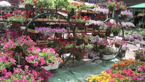 KOLIKO ZARAĐUJU PROIZVOĐAČI CVEĆA U SRBIJI: Otkivamo sve tajne unosnog mirisnog biznisa