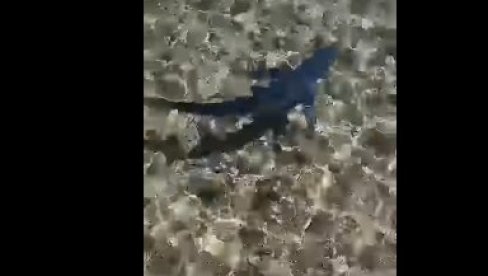 AJKULA SNIMLJENA NA VISU: Morski pas viđen u plićaku (VIDEO) AJKULA SNIMLJENA NA VISU: Morski pas viđen u plićaku (VIDEO)