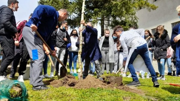НА ДАН ПЛАНЕТЕ ЗЕМЉЕ: Албанци и Срби из бујановачких школа посадили брезе НА ДАН ПЛАНЕТЕ ЗЕМЉЕ: Албанци и Срби из бујановачких школа посадили брезе