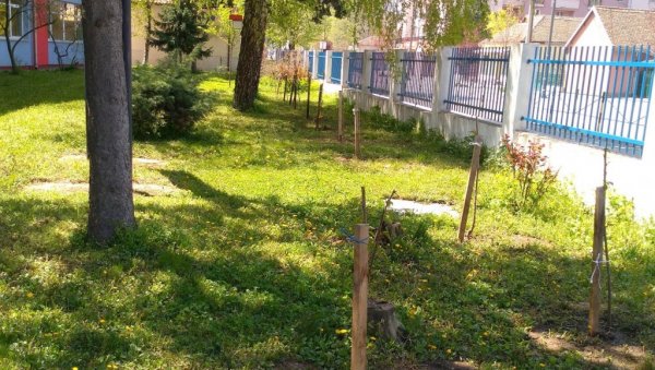 МАЛИ ВОЋЊАК У ДВОРИШТУ ШКОЛЕ: Пројекат ђачких задруга у Пожаревцу МАЛИ ВОЋЊАК У ДВОРИШТУ ШКОЛЕ: Пројекат ђачких задруга у Пожаревцу