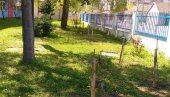 МАЛИ ВОЋЊАК У ДВОРИШТУ ШКОЛЕ: Пројекат ђачких задруга у Пожаревцу