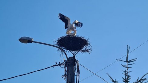 ПОВРАТАК БЕЛИХ РОДА У БЕРАНЕ: У граду на обали Лима гнездо на бандери биће станиште и ове године ПОВРАТАК БЕЛИХ РОДА У БЕРАНЕ: У граду на обали Лима гнездо на бандери биће станиште и ове године