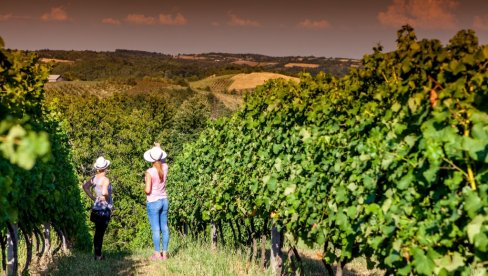 GODIŠNJE SE U SRBIJI PROIZVEDE 30 MILIONA LITARA VINA: Dobar period za vinare i vinogradare GODIŠNJE SE U SRBIJI PROIZVEDE 30 MILIONA LITARA VINA: Dobar period za vinare i vinogradare