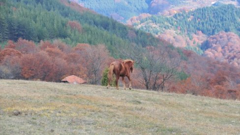 PITOMA LEPOTA BESNE KOBILE: Planinski raj juga Srbije, iza imena se krije legenda iz starina (FOTO)