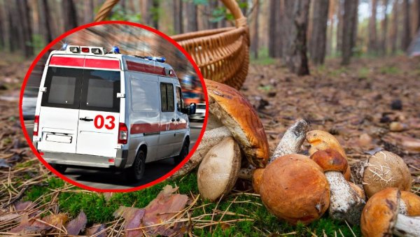 СЕДМОРО ШАПЧАНА ОТРОВАНО ПЕЧУРКАМА: Пребачени на ВМА СЕДМОРО ШАПЧАНА ОТРОВАНО ПЕЧУРКАМА: Пребачени на ВМА