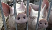 СРБИЈА ОБНАВЉА СТОЧНИ ФОНД: Недостаје милион прасади, укинута царина на увоз СРБИЈА ОБНАВЉА СТОЧНИ ФОНД: Недостаје милион прасади, укинута царина на увоз