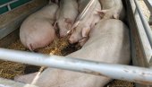 ŠKOLA BOGATIJA ZA RASNE NAZIMICE: Deo proizvodnje za ustanovu - deo za prodaju ŠKOLA BOGATIJA ZA RASNE NAZIMICE: Deo proizvodnje za ustanovu - deo za prodaju