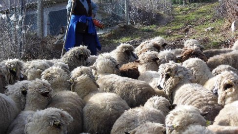 ВЕНАЦ ЗА ЗДРАВЉЕ: Пиротски Роми и сточари обележили Ђурђевдан ВЕНАЦ ЗА ЗДРАВЉЕ: Пиротски Роми и сточари обележили Ђурђевдан