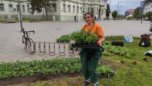 MAJSKO ULEPŠAVANJE CENTRA ZRENJANINA: Vredni radnici Čistoće i zelenila ukrašavaju gradski trg (FOTO/VIDEO) MAJSKO ULEPŠAVANJE CENTRA ZRENJANINA: Vredni radnici Čistoće i zelenila ukrašavaju gradski trg (FOTO/VIDEO)