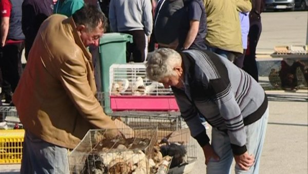 БЕРЗА СИТНИХ ЖИВОТИЊА У ЈАГОДИНИ: Понуда и посећеност велика - упркос пандемији БЕРЗА СИТНИХ ЖИВОТИЊА У ЈАГОДИНИ: Понуда и посећеност велика - упркос пандемији