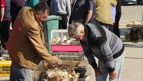 БЕРЗА СИТНИХ ЖИВОТИЊА У ЈАГОДИНИ: Понуда и посећеност велика - упркос пандемији БЕРЗА СИТНИХ ЖИВОТИЊА У ЈАГОДИНИ: Понуда и посећеност велика - упркос пандемији
