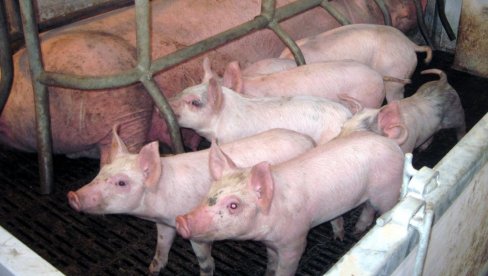 DANSKO PRASE NA SRPSKOM RAŽNJU: Uzgajivači svinja u našoj zemlji sve više uvoze jeftiniju stoku iz Evrope