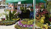 САЈАМ ЦВЕЋА У КРУШЕВЦУ: Подстицај производње четинара у Расинском округу САЈАМ ЦВЕЋА У КРУШЕВЦУ: Подстицај производње четинара у Расинском округу