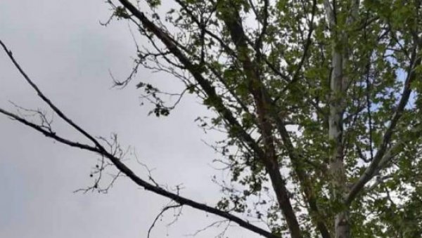 НЕЗГОДА У ЖИТИШТУ: Због сече дрвећа на пешачкој стази повређена жена НЕЗГОДА У ЖИТИШТУ: Због сече дрвећа на пешачкој стази повређена жена