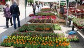 САЈАМ МЕДА И ЦВЕЋА У СМЕДЕРЕВУ: Сајам на градском тргу од 5. до 7.маја САЈАМ МЕДА И ЦВЕЋА У СМЕДЕРЕВУ: Сајам на градском тргу од 5. до 7.маја