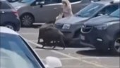ДИВЉЕ СВИЊЕ ОПЉАЧКАЛЕ ЖЕНУ: Морала је да се преда и остави им кесу (ВИДЕО) ДИВЉЕ СВИЊЕ ОПЉАЧКАЛЕ ЖЕНУ: Морала је да се преда и остави им кесу (ВИДЕО)