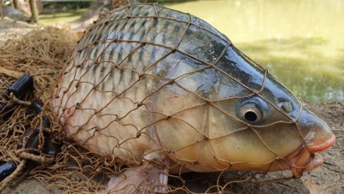 ZA VREME LOVOSTAJA, BEZ DOZVOLE ULOVIO 17 KILOGRAMA SMUĐA I ŠTUKE: Prijava muškarcu koji je na Savi uhvaćen u nezakonitom ribolovu