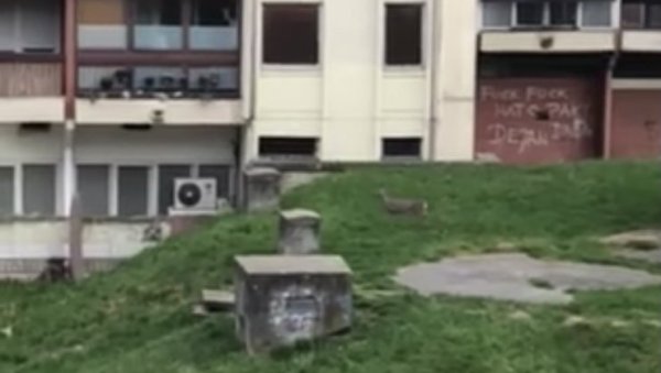 НЕОБИЧАН ПРИЗОР НА НОВОМ БЕОГРАДУ: Срна у Блоку 70 НЕОБИЧАН ПРИЗОР НА НОВОМ БЕОГРАДУ: Срна у Блоку 70