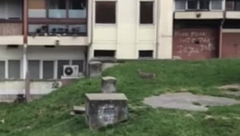 NEOBIČAN PRIZOR NA NOVOM BEOGRADU: Srna u Bloku 70 NEOBIČAN PRIZOR NA NOVOM BEOGRADU: Srna u Bloku 70