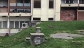 НЕОБИЧАН ПРИЗОР НА НОВОМ БЕОГРАДУ: Срна у Блоку 70