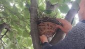 НОВО СТАНИШТЕ ЗА ПТИЋЕ: Спашено гнездо са поломљеног стабла у Новом Саду НОВО СТАНИШТЕ ЗА ПТИЋЕ: Спашено гнездо са поломљеног стабла у Новом Саду