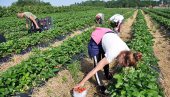УЗГАЈИВАЧИ НИСУ НЕЗАДОВОЉНИ: Почела берба јагода у Семберији УЗГАЈИВАЧИ НИСУ НЕЗАДОВОЉНИ: Почела берба јагода у Семберији
