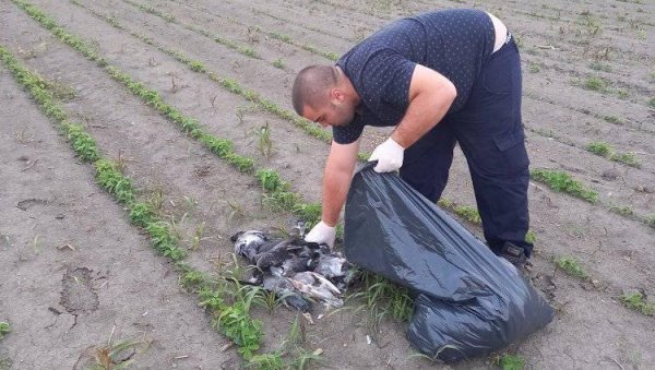 ГРАЂАНИ У СТРАХУ ЗА СВОЈЕ ЗДРАВЉЕ: Кривац за масовни помор голубова у Борчи непознат ГРАЂАНИ У СТРАХУ ЗА СВОЈЕ ЗДРАВЉЕ: Кривац за масовни помор голубова у Борчи непознат
