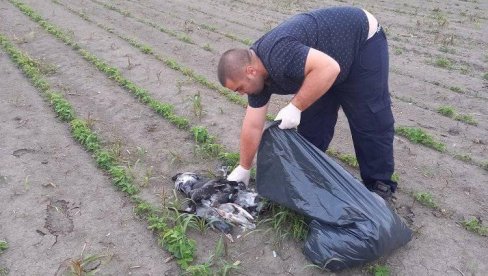 ГРАЂАНИ У СТРАХУ ЗА СВОЈЕ ЗДРАВЉЕ: Кривац за масовни помор голубова у Борчи непознат ГРАЂАНИ У СТРАХУ ЗА СВОЈЕ ЗДРАВЉЕ: Кривац за масовни помор голубова у Борчи непознат