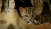 OVO JE NAJMANJA DIVLJA MAČKA NA SVETU! Skoro 200 puta je manja od lava (VIDEO) OVO JE NAJMANJA DIVLJA MAČKA NA SVETU! Skoro 200 puta je manja od lava (VIDEO)