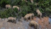 HARAJU KAMERUNOM: Zvaničnici vode borbu protiv krda slonova pljačkaša