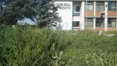 AMBROZIJA JOŠ  PREKRATKA ZA UNIŠTAVANJE: Hemijski tretman korovske biljke na javnim površinama trebalo bi da započne tek idućeg meseca