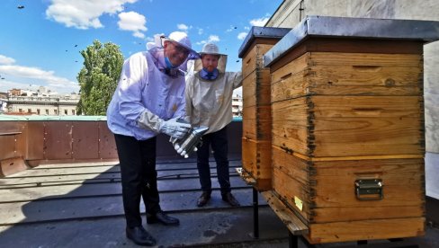 FRANCUSKI MED SA KALEMEGDANA: Žan-Luj Falkoni, ambasador Francuske u Srbiji, na krovu ambasade u Beogradu ima košnice (FOTO) FRANCUSKI MED SA KALEMEGDANA: Žan-Luj Falkoni, ambasador Francuske u Srbiji, na krovu ambasade u Beogradu ima košnice (FOTO)
