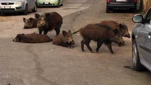 ОПЕТ ВИЂЕНЕ У ЗАГРЕБУ: Крдо дивљних свиња снимљено како шета насељем
