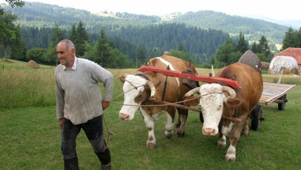 MОРАЈУ КОД ЛЕКАРА, АЛИ ГА НЕ ПОСЕЋУЈУ: У више од две трећине домаћинстава у Србији живе људи старији од 65, а у 30 одсто су самци MОРАЈУ КОД ЛЕКАРА, АЛИ ГА НЕ ПОСЕЋУЈУ: У више од две трећине домаћинстава у Србији живе људи старији од 65, а у 30 одсто су самци