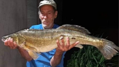 UPECAO DVA KAPITALCA: LJubodrag iz Begeja izvukao dva ogromna smuđa (FOTO) UPECAO DVA KAPITALCA: LJubodrag iz Begeja izvukao dva ogromna smuđa (FOTO)