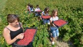 VELIKA POTRAŽNJA: Visoka cena malina - rekordni iznos za poslednje dve decenije VELIKA POTRAŽNJA: Visoka cena malina - rekordni iznos za poslednje dve decenije