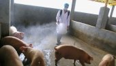 НОВА ПОЈАВА АФРИЧКЕ СВИЊСКЕ КУГЕ У ЕВРОПИ: Зараза дошла из Пољске, све свиње уништене НОВА ПОЈАВА АФРИЧКЕ СВИЊСКЕ КУГЕ У ЕВРОПИ: Зараза дошла из Пољске, све свиње уништене