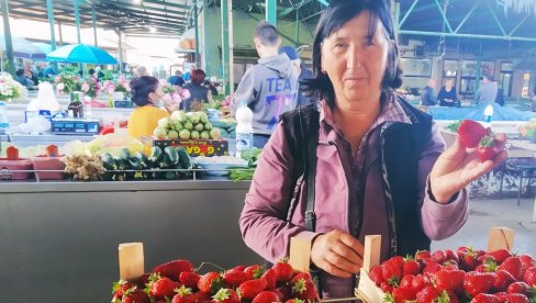 SLATKE DESANKINE JAGODE IZ ZALOGOVCA: Gaji ih kod Varvarina, a prodaje na pijaci u Paraćinu SLATKE DESANKINE JAGODE IZ ZALOGOVCA: Gaji ih kod Varvarina, a prodaje na pijaci u Paraćinu