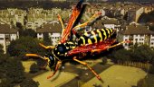 СТАРИЈИ ОД ДИНОСАУРУСА: У Швајцарској пронађен најстарији фосил осе на свету СТАРИЈИ ОД ДИНОСАУРУСА: У Швајцарској пронађен најстарији фосил осе на свету