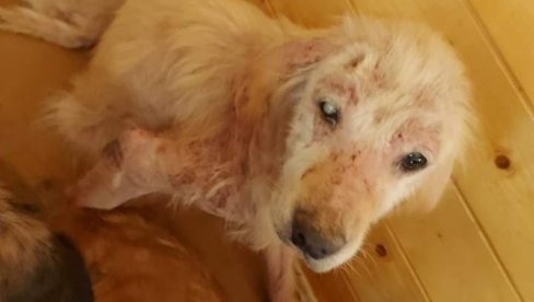 (UZNEMIRUJUĆE) PSI IZ AZILA U KRAGUJEVCU IMAJU OTVORENE RANE: Jadne životinje mučene i izgladnele, držane u prljavim boksovima (FOTO/VIDEO) (UZNEMIRUJUĆE) PSI IZ AZILA U KRAGUJEVCU IMAJU OTVORENE RANE: Jadne životinje mučene i izgladnele, držane u prljavim boksovima (FOTO/VIDEO)