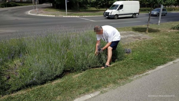 МУШКАРАЦ БРАО ЛАВАНДУ НА КЕЈУ: Још једно уништавање јавних зелених површина у Новом Саду МУШКАРАЦ БРАО ЛАВАНДУ НА КЕЈУ: Још једно уништавање јавних зелених површина у Новом Саду