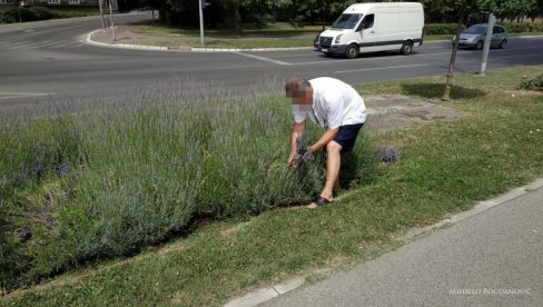 МУШКАРАЦ БРАО ЛАВАНДУ НА КЕЈУ: Још једно уништавање јавних зелених површина у Новом Саду МУШКАРАЦ БРАО ЛАВАНДУ НА КЕЈУ: Још једно уништавање јавних зелених површина у Новом Саду