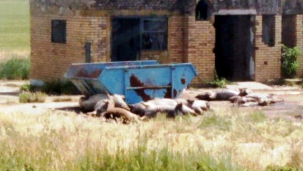 КО ЈЕДЕ СВИЊСКЕ ШУНКЕ СА МРЦИЛИШТА? Еколози указују на алармантну ситуацију на сточном гробљу у Чантавиру КО ЈЕДЕ СВИЊСКЕ ШУНКЕ СА МРЦИЛИШТА? Еколози указују на алармантну ситуацију на сточном гробљу у Чантавиру