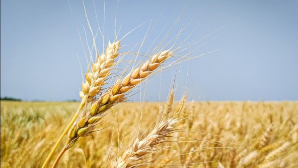 ДАН ПОЉА СТРНИХ ЖИТА НА ЗЛАТИЦИ: Са седам до десет дана жетва (ФОТО) ДАН ПОЉА СТРНИХ ЖИТА НА ЗЛАТИЦИ: Са седам до десет дана жетва (ФОТО)