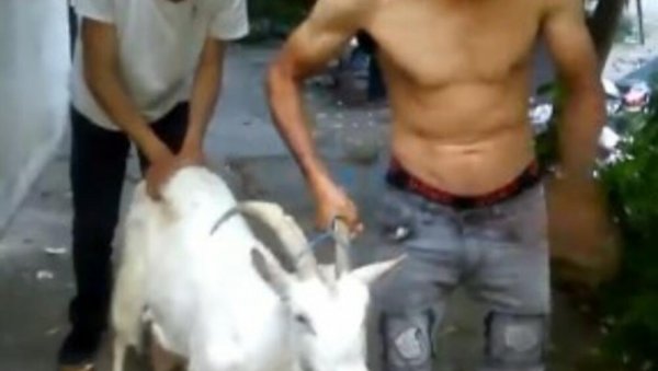 (УЗНЕМИРУЈУЋИ ВИДЕО) МУЧЕ И КОЉУ ЖИВОТИЊЕ У ЦЕНТРУ БЕОГРАДА: Нови снимак кружи интернетом - станари на Врачару згрожени (УЗНЕМИРУЈУЋИ ВИДЕО) МУЧЕ И КОЉУ ЖИВОТИЊЕ У ЦЕНТРУ БЕОГРАДА: Нови снимак кружи интернетом - станари на Врачару згрожени