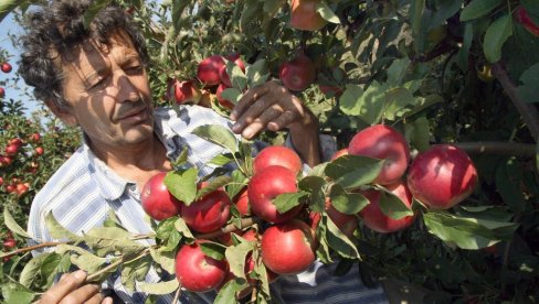 ALARM U VOĆARSTVU: Prinosi deset vrsta na minimumu