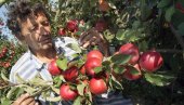 АЛАРМ У ВОЋАРСТВУ: Приноси десет врста на минимуму