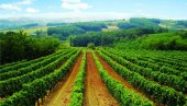 LEVAČKI VINO FEST: Evo kog datuma ćete moći da uživate u Rekovcu uz dobra vina i zabavu LEVAČKI VINO FEST: Evo kog datuma ćete moći da uživate u Rekovcu uz dobra vina i zabavu