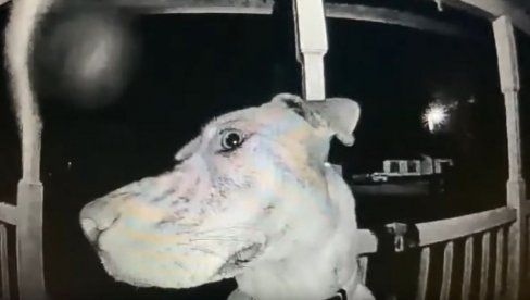 PRIČA KOJA SE NE ČUJE SVAKI DAN: Izgubljeni pas vratio se kući i - zvonio na vrata (VIDEO) PRIČA KOJA SE NE ČUJE SVAKI DAN: Izgubljeni pas vratio se kući i - zvonio na vrata (VIDEO)